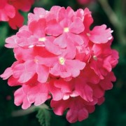  (23/06/2020) Glandularia 'Temari Bright Pink' (Temari Series) added by Shoot)