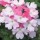  (24/06/2020) Glandularia 'Tiara Mickey Rose White' added by Shoot)