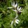  (29/06/2020) Lobelia chinensis added by Shoot)
