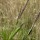  (02/07/2020) Carex elata added by Shoot)