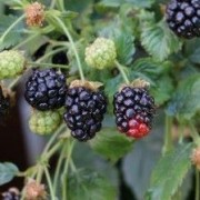  (08/07/2020) Rubus fruticosus 'Lowberry Little Black Prince' added by Shoot)