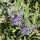  (08/07/2020) Caryopteris x clandonensis  added by Shoot)