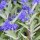  (08/07/2020) Caryopteris x clandonensis (any variety) added by Shoot)