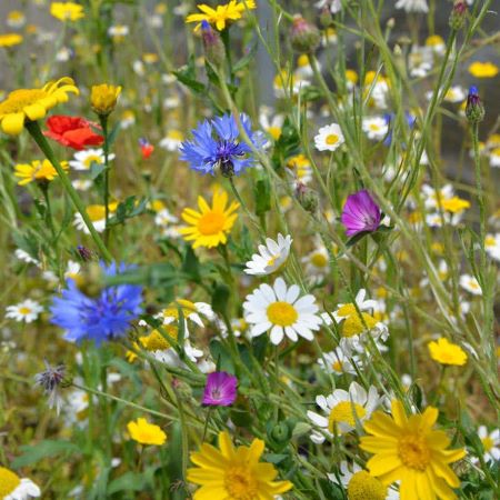 British Native Annual & Perennial Wildflower Meadow Mix