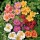  (14/07/2020) Helianthemum (any variety) added by Shoot)
