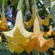  (14/07/2020) Brugmansia (any variety) added by Shoot)
