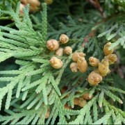  (15/07/2020) Thuja (any variety) added by Shoot)