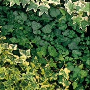  (16/07/2020) Hedera (any hardy variety) added by Shoot)