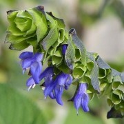 (16/07/2020) Salvia atrocyanea added by Shoot)