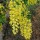  (16/07/2020) Laburnum (any species or variety) added by Shoot)