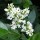  (16/07/2020) Ligustrum (any hardy shrub variety) added by Shoot)