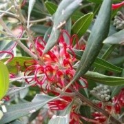  (17/07/2020) Grevillea olivacea added by Shoot)