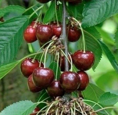 Prunus avium 'Hedelfinger & Dubbele Meikers'