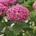  (23/07/2020) Hydrangea arborescens 'BellaRagazza Mauvette' added by Shoot)