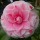  (23/07/2020) Camellia japonica 'Bonomiana Nova' added by Shoot)