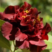  (23/07/2020) Camellia x williamsii 'Dark Nite' added by Shoot)