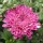  (28/07/2020) Chrysanthemum 'Debonair' added by Shoot)