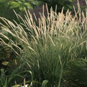 African Feather Grass//Ornamental Grass//Hardy Perennial//Seeds Pennisetum macrourum Tail Feathers