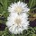  (30/07/2020) Centaurea cyanus 'Snowman' added by Shoot)