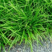  (30/07/2020) Carex morrowii 'Irish Green' added by Shoot)