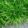  (30/07/2020) Carex morrowii 'Irish Green' added by Shoot)