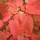  (12/08/2020) Carpinus betulus 'Rockhampton Red' added by Shoot)