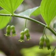  (19/08/2020) Polygonatum pubescens added by Shoot)