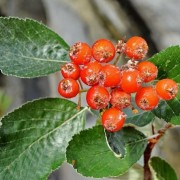  (21/08/2020) Sorbus rupicola  added by Shoot)