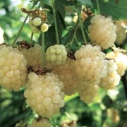  (21/08/2020) Rubus fruticosus 'Nettleton Creamy White' added by Shoot)