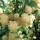  (21/08/2020) Rubus fruticosus 'Nettleton Creamy White' added by Shoot)