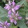  (21/08/2020) Phlomis purpurea  added by Shoot)