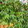  (25/08/2020) Parthenocissus tricuspidata 'Beverley Brook' added by Shoot)