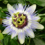  (25/08/2020) Passiflora caerulea 'Clear Sky' added by Shoot)