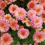  (25/08/2020) Chrysanthemum 'Picasso' added by Shoot)