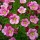  (26/08/2020) Saxifraga (Mossy Group) 'Pink Delight' added by Shoot)