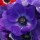  (26/08/2020) Anemone 'Mistral Plus Grape' (Mistral Series) added by Shoot)