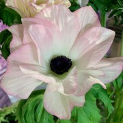  (26/08/2020) Anemone 'Mistral Edge' (Mistral Series) added by Shoot)