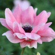  (26/08/2020) Anemone 'Mistral Rosa Chiaro' (Mistral Series) added by Shoot)