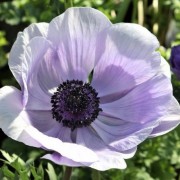  (26/08/2020) Anemone 'Mistral Plus Azzurro' (Mistral Series) added by Shoot)