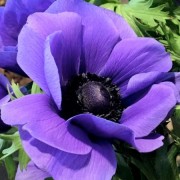  (26/08/2020) Anemone 'Mistral Plus Blue' (Mistral Series) added by Shoot)