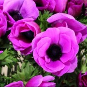  (26/08/2020) Anemone 'Mistral Plus Fuchsia' (Mistral Series) added by Shoot)