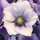  (26/08/2020) Anemone 'Mistral Plus Rarity' (Mistral Series) added by Shoot)