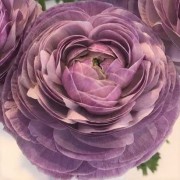  (27/08/2020) Ranunculus 'Elegance Malva' (Elegance Series) added by Shoot)