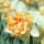  (31/08/2020) Narcissus 'Peach Cobbler' added by Shoot)