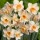 (31/08/2020) Narcissus 'Prosecco' added by Shoot)