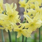  (31/08/2020) Narcissus 'Exotic Mystery' added by Shoot)