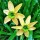  (31/08/2020) Narcissus 'Green Envy' added by Shoot)