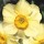  (08/09/2020) Narcissus 'Chinita' added by Shoot)