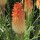  (09/09/2020) Kniphofia 'Hot and Cold' (Pyromania Serie) added by Shoot)