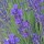  (14/09/2020) Lavandula angustifolia 'Compacta' added by Shoot)